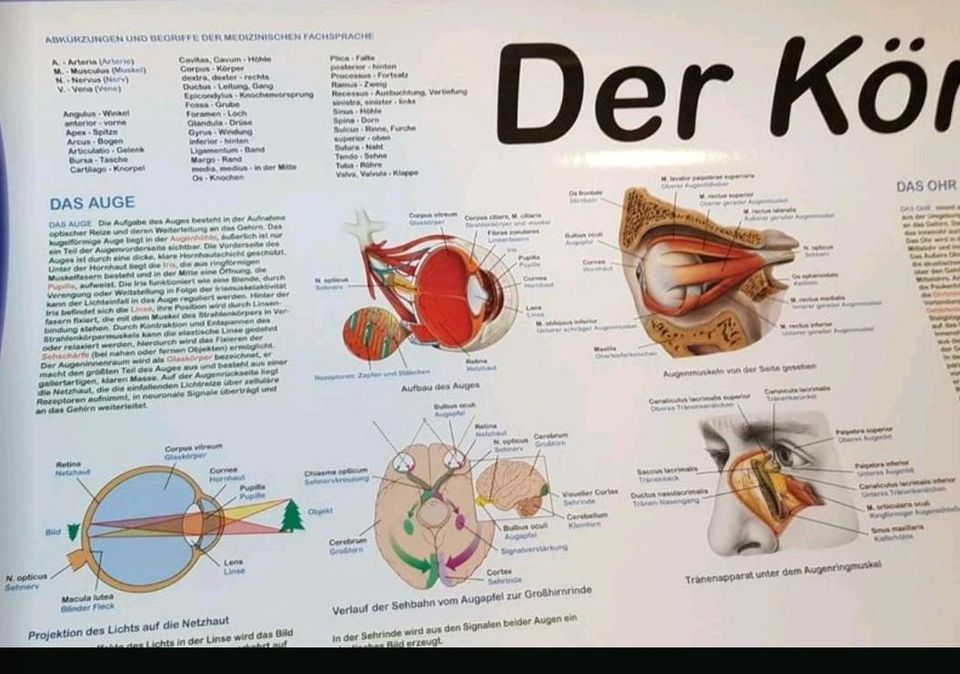 Der Körper des Menschen, Poster in Nettetal