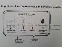 Antibiotika und Antiinfektiva, Skript, NEU München - Pasing-Obermenzing Vorschau