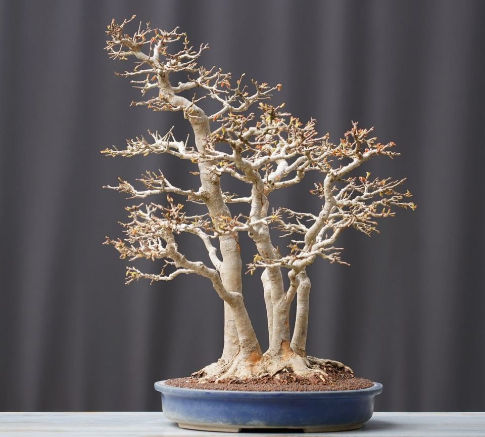 Bonsai Dreispitzahorn Acer Buergerianum Kabudachi in Straubenhardt