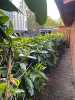 Kirschlorbeer sucht neuen Garten Nordrhein-Westfalen - Hörstel Vorschau