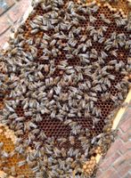 Bienen, Bienenvölker zu verkaufen! Nordrhein-Westfalen - Merzenich Vorschau
