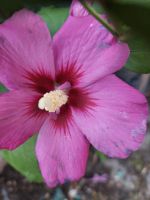 Winterharte Hibiskus Sachsen-Anhalt - Zscherben Vorschau