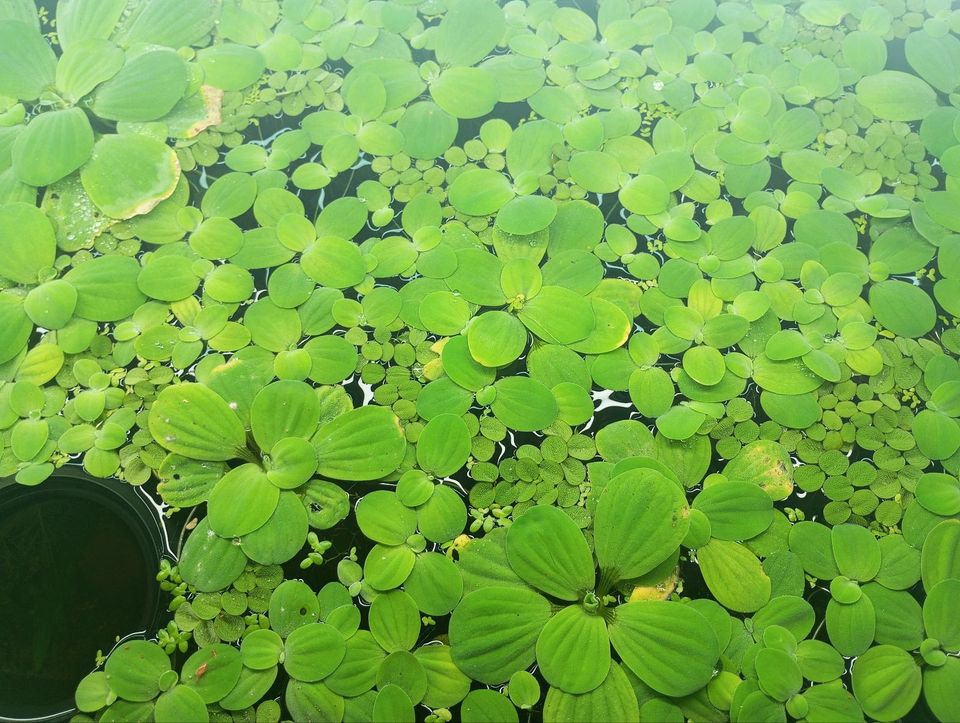 Große schwimmpflanzen in Rendsburg