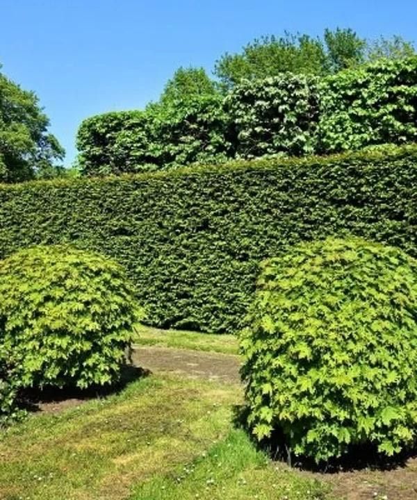 Gartenarbeit| Gartenpflege| Heckenschneiden| Baumfällung in Böhmenkirch