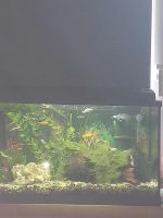 Suche Aquarium Pflanzen Niedersachsen - Schortens Vorschau