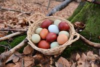 Bunte Bruteier - Marans, Silverudds Blå,... Niedersachsen - Syke Vorschau