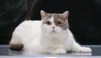 Wundervolle typvolle BKH Katze 3 Jahre alt Baden-Württemberg - Karlsruhe Vorschau