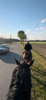 Tolle Stute sicheres Reit und Fahrpferd Kutschpferd Geländepferd Mecklenburg-Vorpommern - Fincken Vorschau