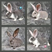 Deutsche Riesen mixe kaninchen geimpft Häsin u Rammler Kreis Pinneberg - Heidgraben Vorschau