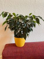Pflanze Ficus 4 stämmig Höhe ca 30 cm ohne Übertopf Brandenburg - Potsdam Vorschau