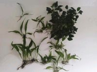 Aquarienpflanzen Javafarn Anubia Cryptocoryne Sachsen - Rothenburg Vorschau