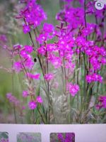 Pechnelke pink - Insektenmagnet Mecklenburg-Vorpommern - Steinhagen (Vorpommern) Vorschau