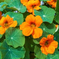 Kapuzinerkresse (Tropaeolum majus) Bayern - Tegernheim Vorschau