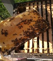 Ableger Bienen Carnica Zander Bienenvolk Bienenvölker Königin Bayern - Hegnabrunn Vorschau