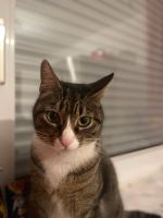 Unsere Katze wird vermisst Rheinland-Pfalz - Betzdorf Vorschau