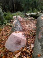 Starkholzernte Holzeinschlag Baum Fällen Gefahrbaumfällungen Nordrhein-Westfalen - Kürten Vorschau