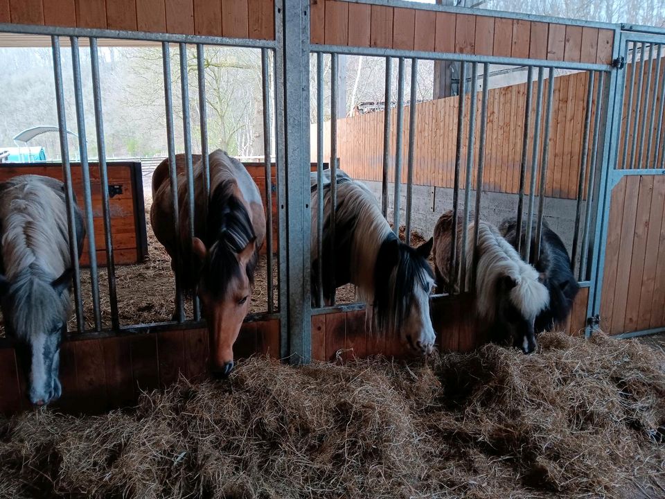 Reitbeteiligungen auf braven Ponys zu vergeben in Wacken