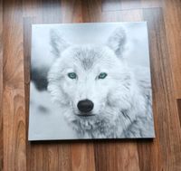 Bild Wolf weiß blaue Augen Wandbild Bayern - Metten Vorschau