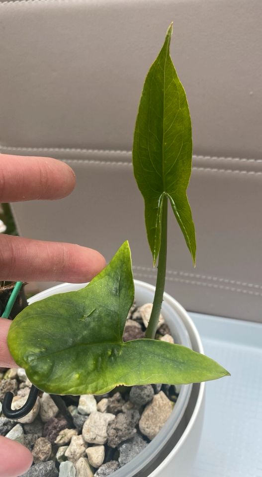Cyrtosperma Johnstonii Green Form Jungpflanze Hydro in Nierstein