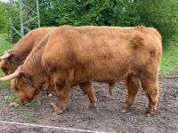 Highland Cattle Bullen Rheinland-Pfalz - Berg Vorschau