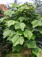 Blauglockenbaum Paulownia Trompetenbaum Bayern - Wiesentheid Vorschau