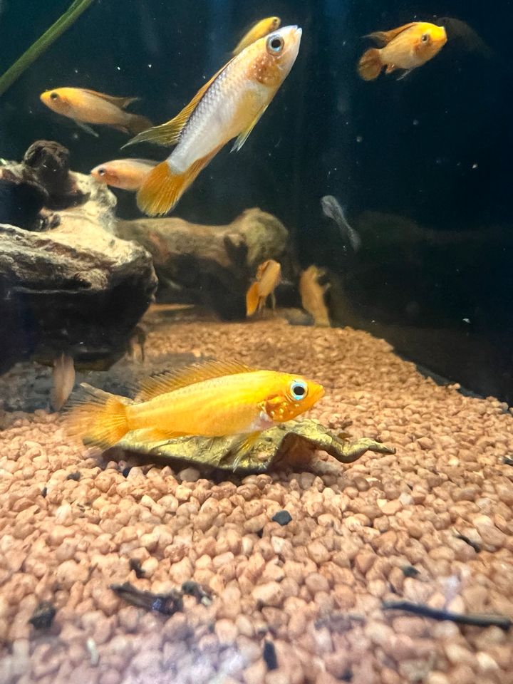 Apistgramma agazissii Fire Red in Braunschweig