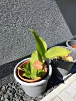 Canna indisches Blumenrohr Brandenburg - Zossen-Waldstadt Vorschau