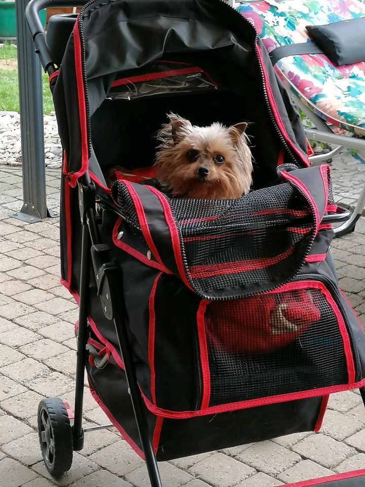 Hundekinderwagen in Kalkar