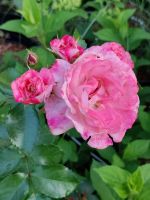 Strauchrose Rarität ROSENSTADT FREISING weiß-rosa 10 L Container Baden-Württemberg - Moos Vorschau