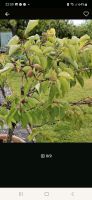 Suche Aprikosenbaum im Topf Bayern - Bockhorn Vorschau