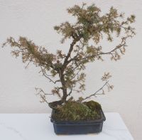 Bonsai europäischer Wacholder 30Jahre Bayern - Kaisheim Vorschau