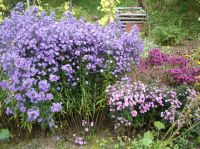 Berg Aster blau blühend. Baden-Württemberg - Rudersberg Vorschau