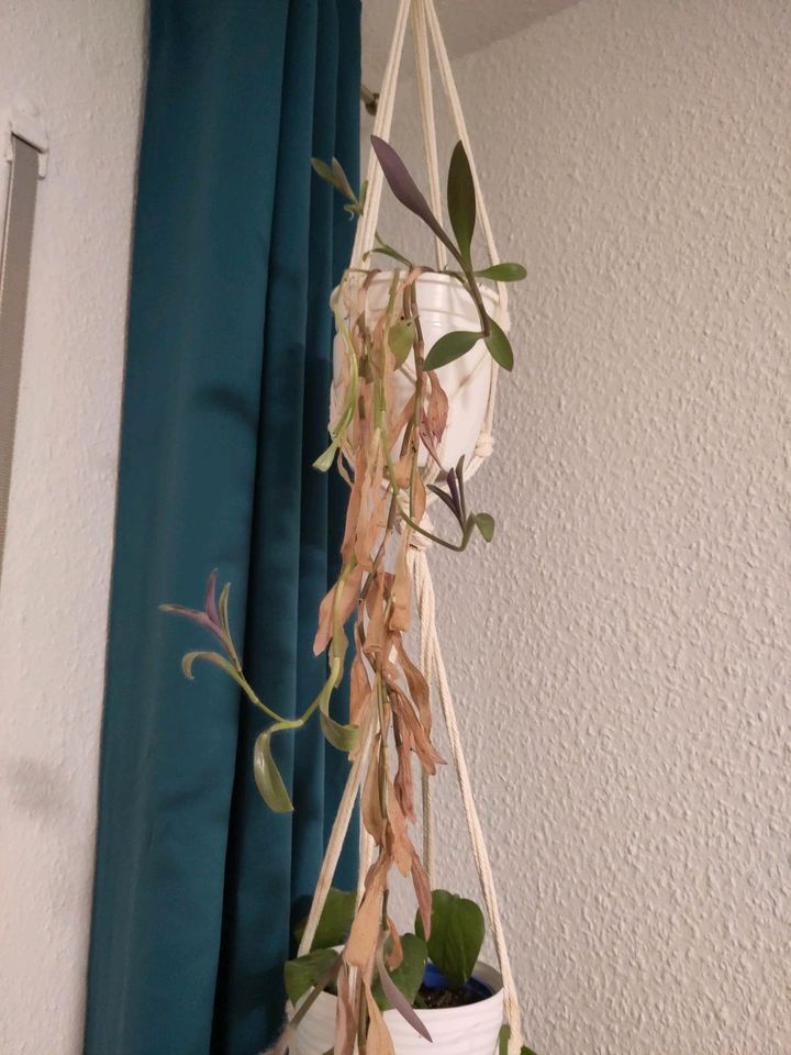 Pflanzen / Zimmerpflanzen in Gera
