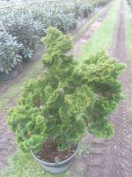 Chamaecyparis 'Nana Gracilis, Bonsai Rohware 60-80 cm groß, 4cm Ø Niedersachsen - Soltau Vorschau