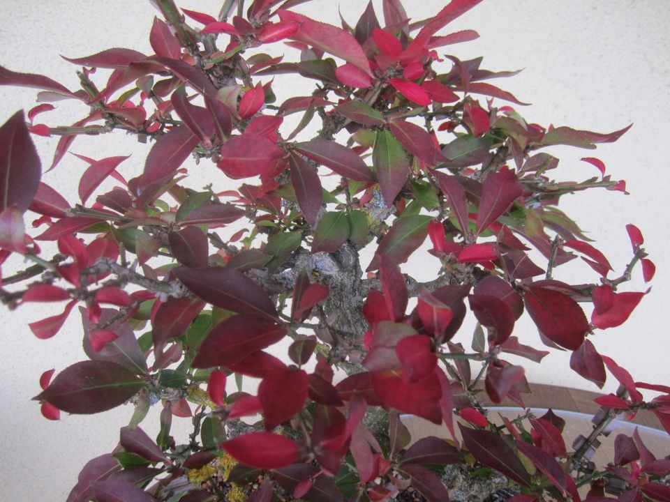 Bonsai Korkflügelstrauch Euonymus alatus ( Pfaffenhütchen ) in Pommersfelden