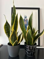 Snake plant Dracaena trifasciata München - Au-Haidhausen Vorschau