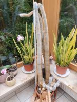 Kaktus, Zimmerpflanze, Säulenkaktus, Kakteen Niedersachsen - Rosengarten Vorschau
