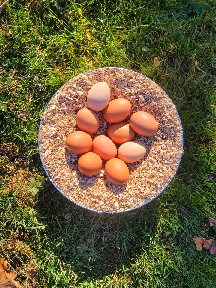 Freilandeier frische Eier Hühnereier Speiseeier 10er Packung in Waldheim