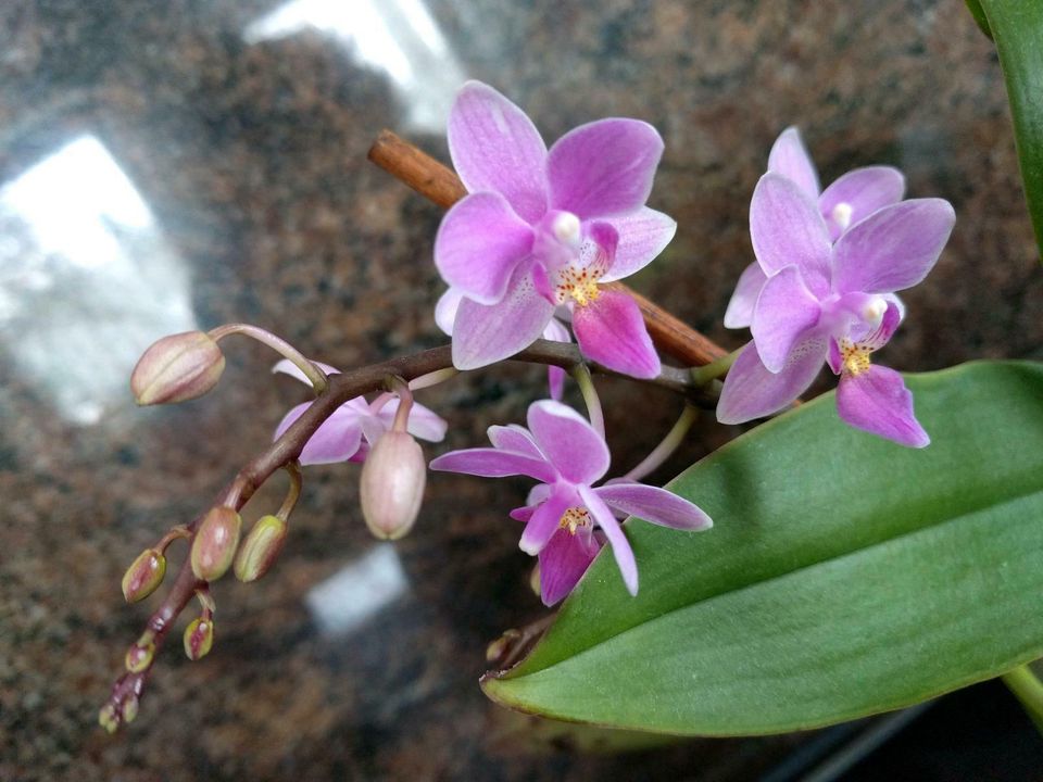 Rarität Orchidee Phaleonopsis equestris mit Miniblüten pink in Großrückerswalde