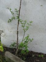 Winterjasmin, Jasminum nudiflorum, gelb Bayern - Krumbach Schwaben Vorschau