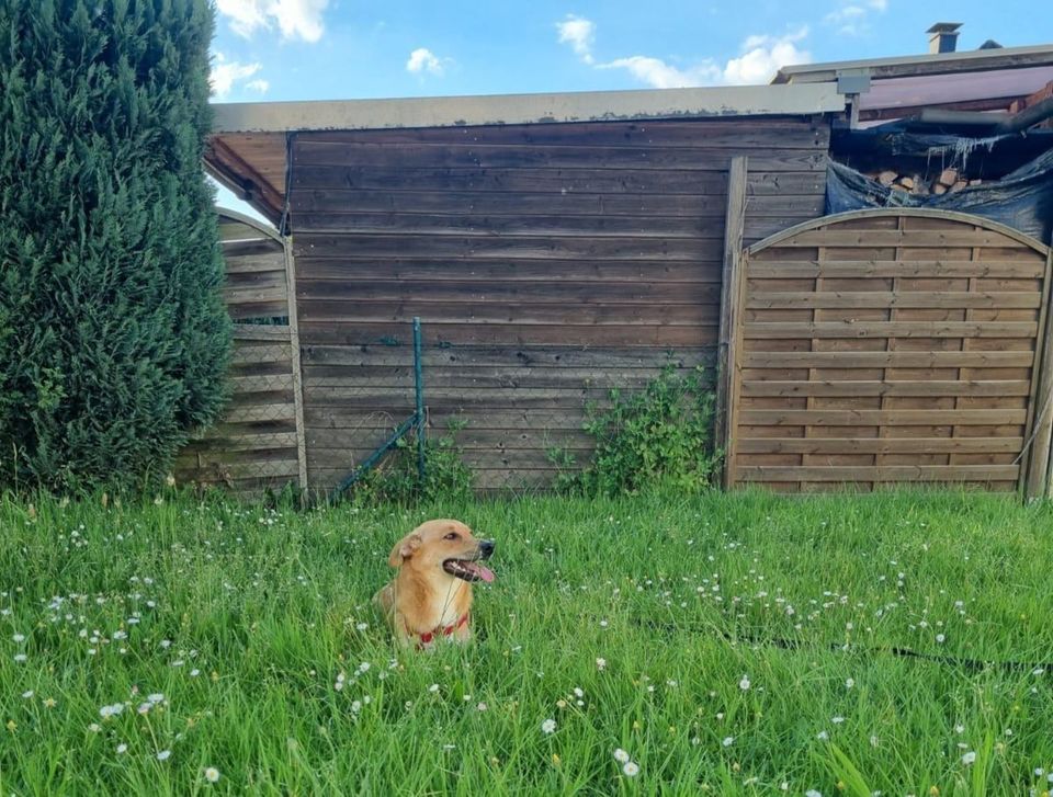 Bella sucht ihre Herzensmenschen in Dorsten