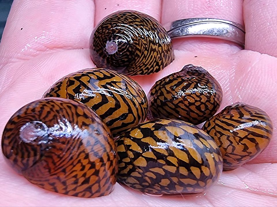 Rennschnecke getigerte Rennschnecken in Bochum