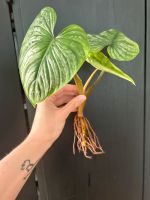 Kopfsteckling Philodendron Mamei Nordrhein-Westfalen - Ratingen Vorschau