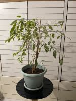 Birkenfeige Ficus Benjamini, Ficus, Birken Ficus, Pflanze Nordrhein-Westfalen - Balve Vorschau