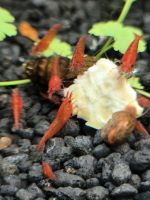 1.50€ Red Sakura Garnelen neocaridina junge Süßwasser Aquarium Wandsbek - Hamburg Farmsen-Berne Vorschau