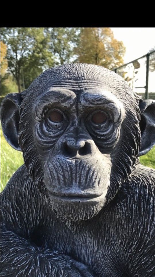 ‼️Schimpanse 52cm Chita Bonobo Steinguss Affe Affen Menschenaffe in Goch