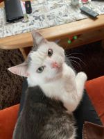 Kater/Katze entlaufen, gesucht, grau-weiß Nordrhein-Westfalen - Kalletal Vorschau