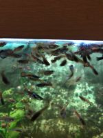 Fische / Aquarium / Endlerguppys Nordvorpommern - Landkreis - Grimmen Vorschau