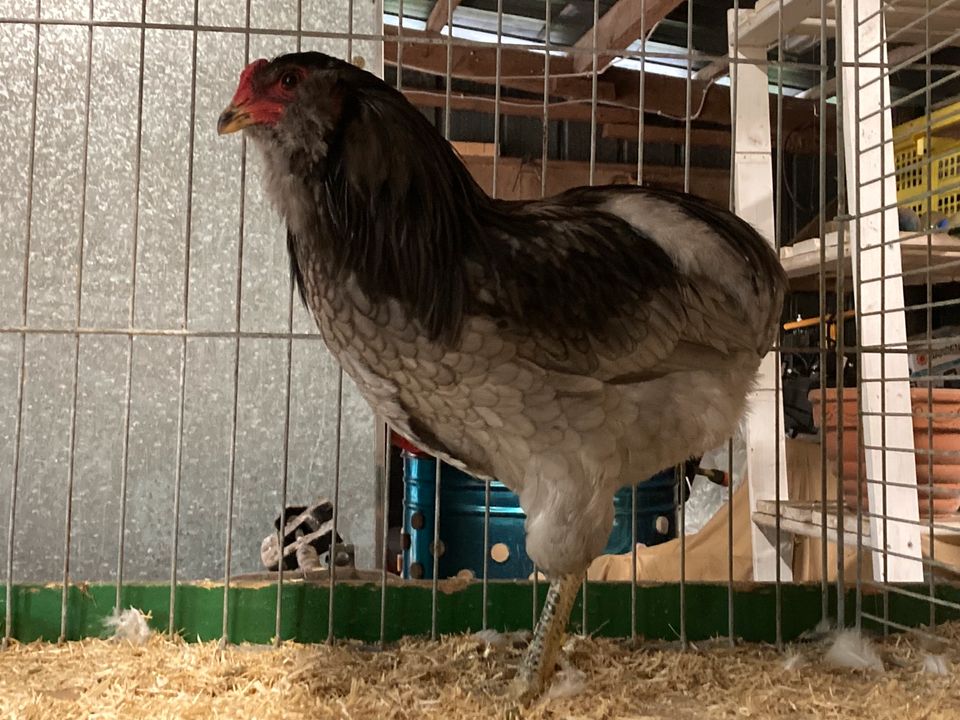 frische Eier von glücklichen Hühnern in Willenscharen