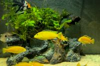 Labidochromis caeruleus „yellow“ Bayern - Konnersreuth Vorschau